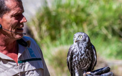 From Melbourne: Puffing Billy & Healesville Sanctuary Scenic Tour with Transfers in Melbourne