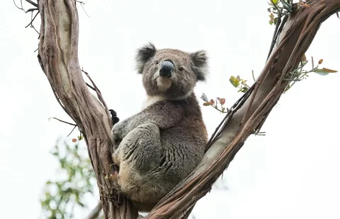 Phillip Island Penguin Parade, Koala Reserve, and Churchill Island Day Trip with Wildlife Encounters and Refreshments