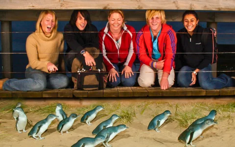 From Melbourne: Phillip Island Penguin Parade Afternoon Guided Tour