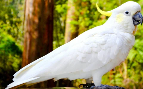 From Melbourne: Mt Dandenong Small Group Tour in Melbourne