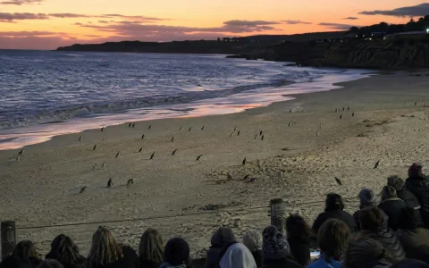 From Melbourne: Phillip Island Penguin Parade Private Tour