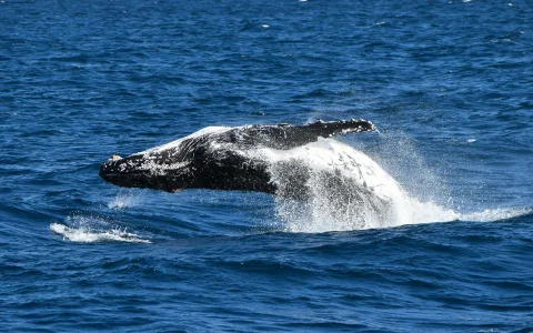 Phillip Island Dolphin & Whale Cruise in San Remo