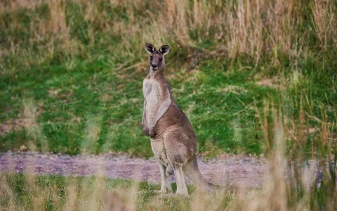 Dusk Discovery Tour in Apollo Bay