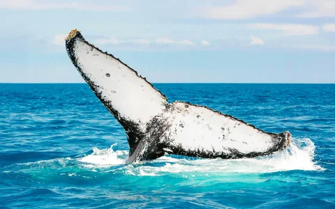 From Hervey Bay: K'gari (Fraser Island) Whale Watching Cruise in Hervey Bay