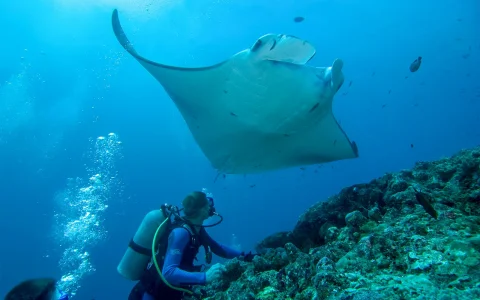 Moreton Island: Tangalooma Scuba Diving Tour