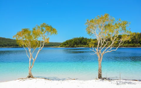 From Hervey Bay: K'gari (Fraser Island) 1 Day Classic Coach Tour with Lunch in Brisbane