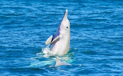 From Hervey Bay: K'gari (Fraser Island) Dolphin Eco Sailing Cruise in Hervey Bay