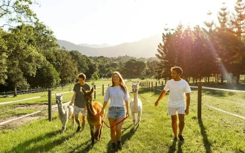 Escape Room + Premium 1 Hour Animal Tour (Combi in Mount Samson