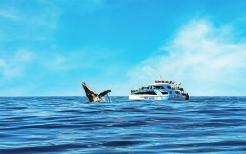 Seaworld 1 Day Pass with Gold Coast Whale Cruise by Seaworld