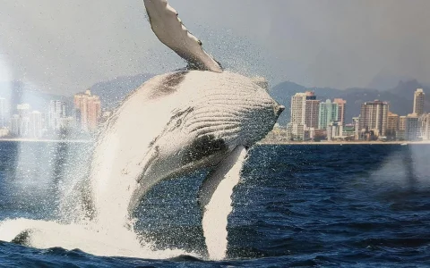 Luxury Yacht Whale Watching Tour With Marine Biologist