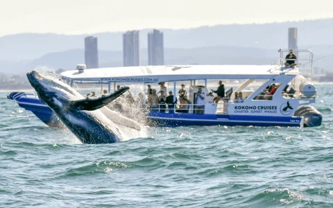 2.5hr Whale Watching Cruise