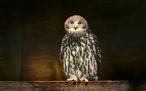 Margaret River: Capes Raptor Centre with Birds of Prey Show & Owl Photo in Margaret River