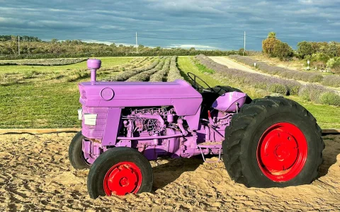Pinnacles, Lobster Shack, & Lavender Farm Tour with Round Trip Transfers