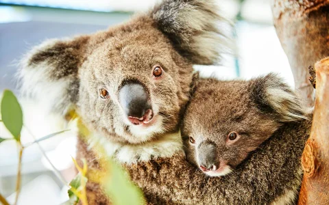 10 Hour Guided Tour of Australia's Pinnacles with Lunch & Round Trip Hotel Transfers in Perth