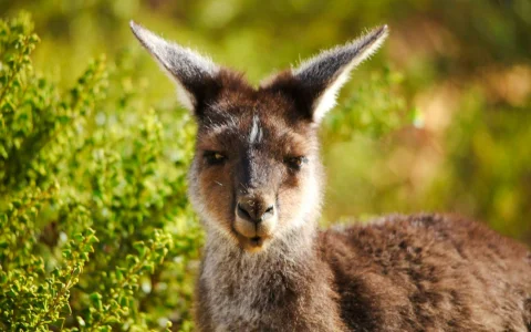 Pinnacles, Sandboarding & Wildlife Spotting 4WD Tour with Lunch & Round Trip Transfers in Perth