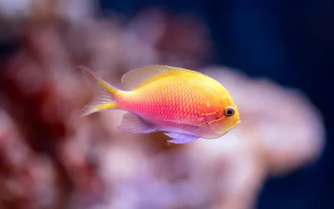 Cairns Aquarium in Cairns