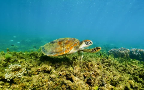 Cairns to Green Island Half Day Cruise with Activity Upgrades