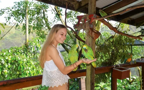 to Kuranda Koala Gardens, Birdworld Kuranda, & Australian Butterfly Sanctuary in Cairns