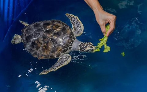 Cairns Aquarium General Admission with Turtle Hospital Tour in Cairns