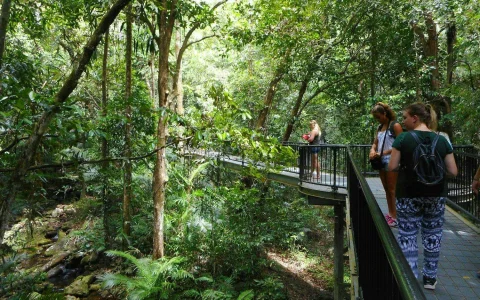 From Cairns/ Port Douglas: Full Day Tour of Daintree, Mossman Gorge & Cape Tribulation with Lunch & River Cruise in Cape Tribulation