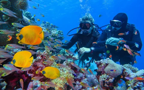 Cairns to Outer Reef Snorkel Cruise with 2 Reef Visits & BBQ Lunch in Cairns