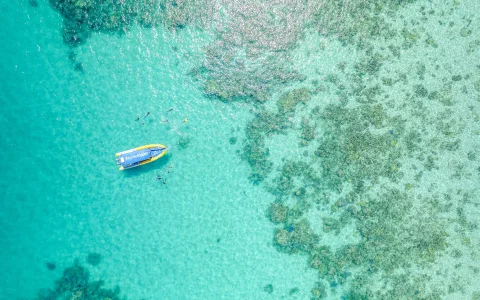 From Cape Tribulation: Great Barrier Reef Guided Snorkel & Eco Tour in Cape Tribulation