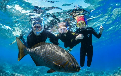 From Cairns: Half Day Snorkelling Tour in Cairns