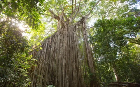Atherton Tablelands Waterfalls Tour from Cairns in Cairns