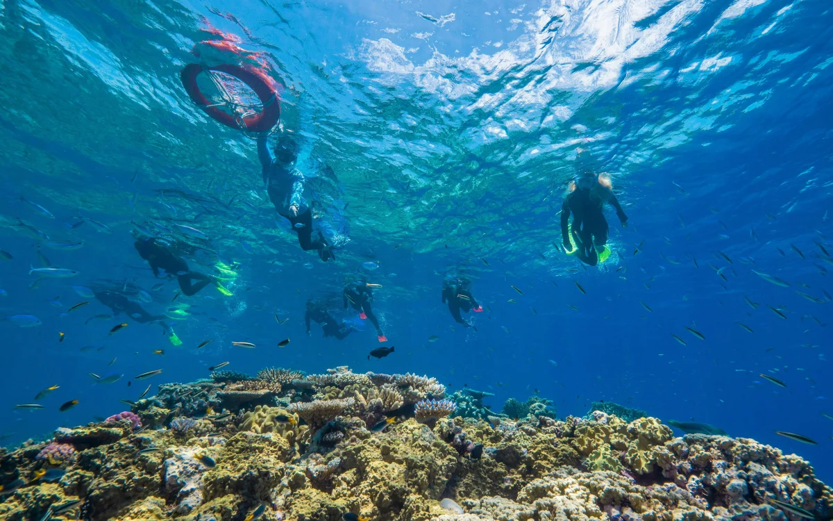 Snorkelling in the water. Coral underwater.