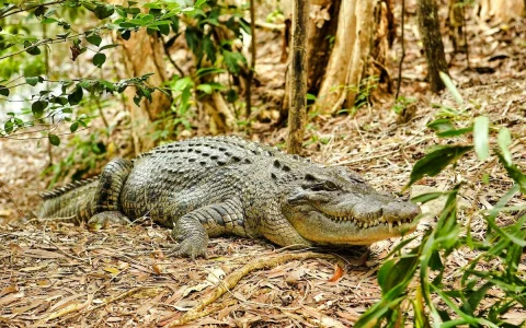 From Cairns: Scenic Train + Coach, Hartley's Crocodile Adventure Guided Tour with Transfers in Cairns