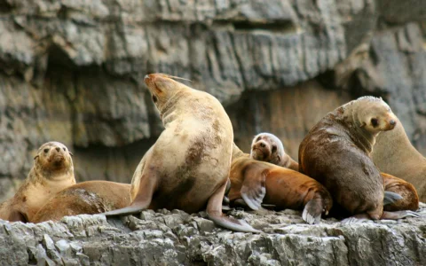 From Port Arthur: Tasman Island 3 Hour Wilderness Cruise in Port Arthur