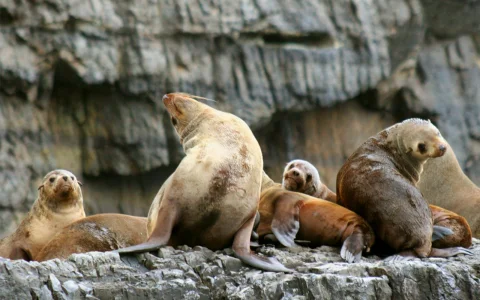 Full Day Tasman Island Tour with Cruise and Lunch from Hobart in Hobart