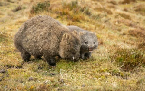 From Hobart: Cradle Mountain Tour to Launceston in Hobart