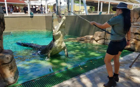 Crocosaurus Cove with Cage of Death Experience