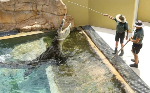 Family Saver Pack: Crocosaurus Cove in Darwin
