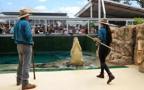 Combo: Crocosaurus Cove + Royal Flying Doctor Service in Darwin
