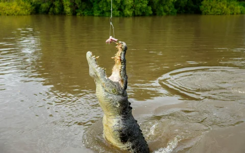 From Darwin: Half Day Tour with Crocodile Jumping Cruise & Return Coach Transfers