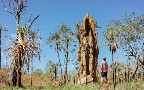 From Darwin: Litchfield National Park Day Tour with Optional Lunch in Darwin