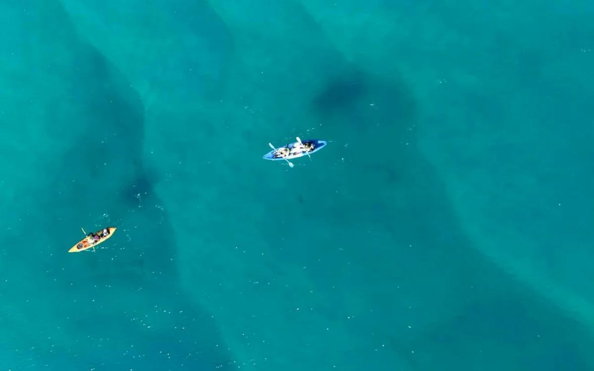 Snorkelling in the water.